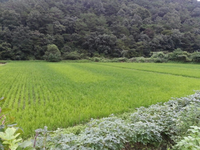 크기변환_KakaoTalk_20140827_192441427.jpg