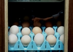 5_큰들 농사 이야기 (1).jpg